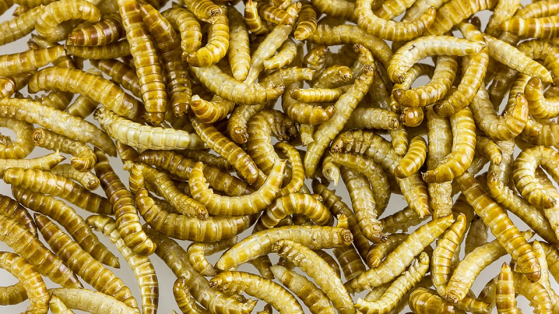 Larva Alphitobius laevigatus [© Raimond Spekking / CC BY-SA 4.0 (via Wikimedia Commons)]